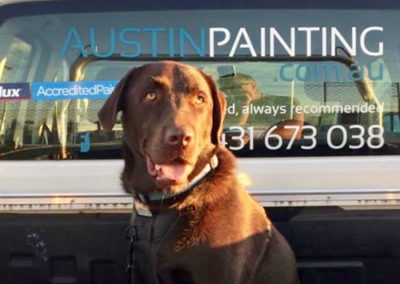 Dog in back of Audtin Painting truck